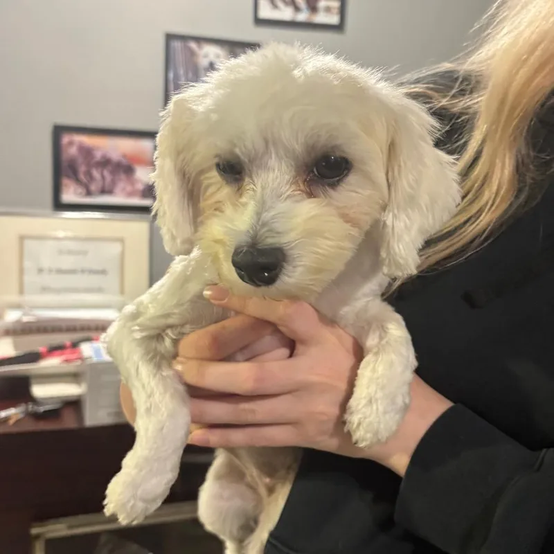 An adult small-sized female White / Cream Mixed Breed dog named Buffy for adoption in Wappingers Falls, NY