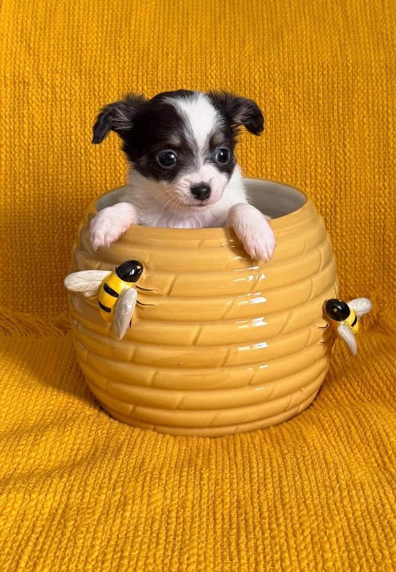 A baby small-sized female Chihuahua dog named Clover for adoption in Grafton, WI