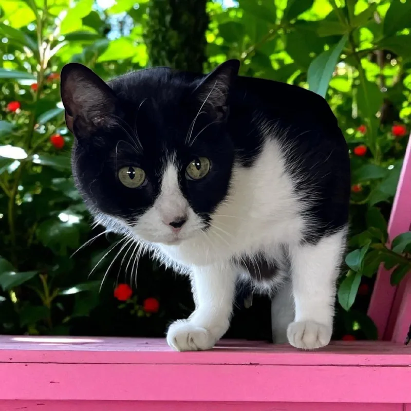 An adult medium-sized female Black & White / Tuxedo Domestic Short Hair cat named Sylvia for adoption in Chuckey, TN