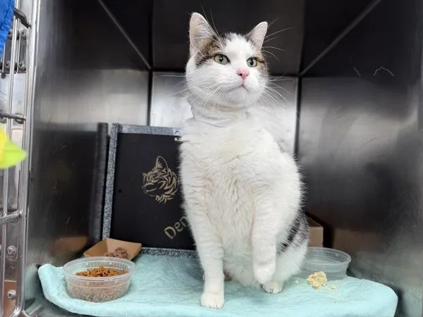 An adult large-sized male Domestic Medium Hair cat named Foxy for adoption in Ridgewood, NY