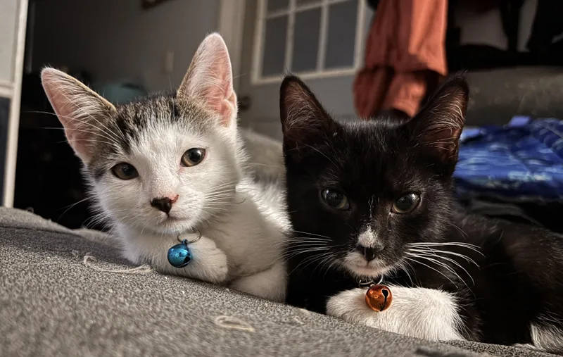 A baby medium-sized male American Shorthair cat named Lucky and Moose for adoption in Wadsworth, IL