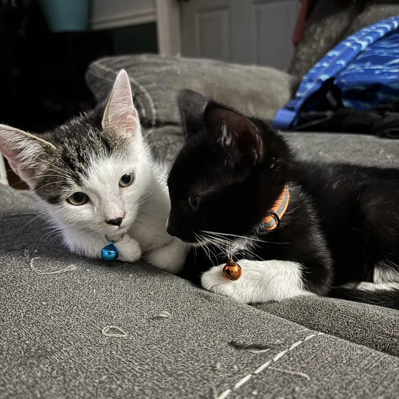 Lucky and Moose thumbnail 2