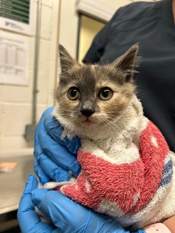 A baby medium-sized female Dilute Tortoiseshell Domestic Short Hair cat named Poppy for adoption in Fruit Heights, UT