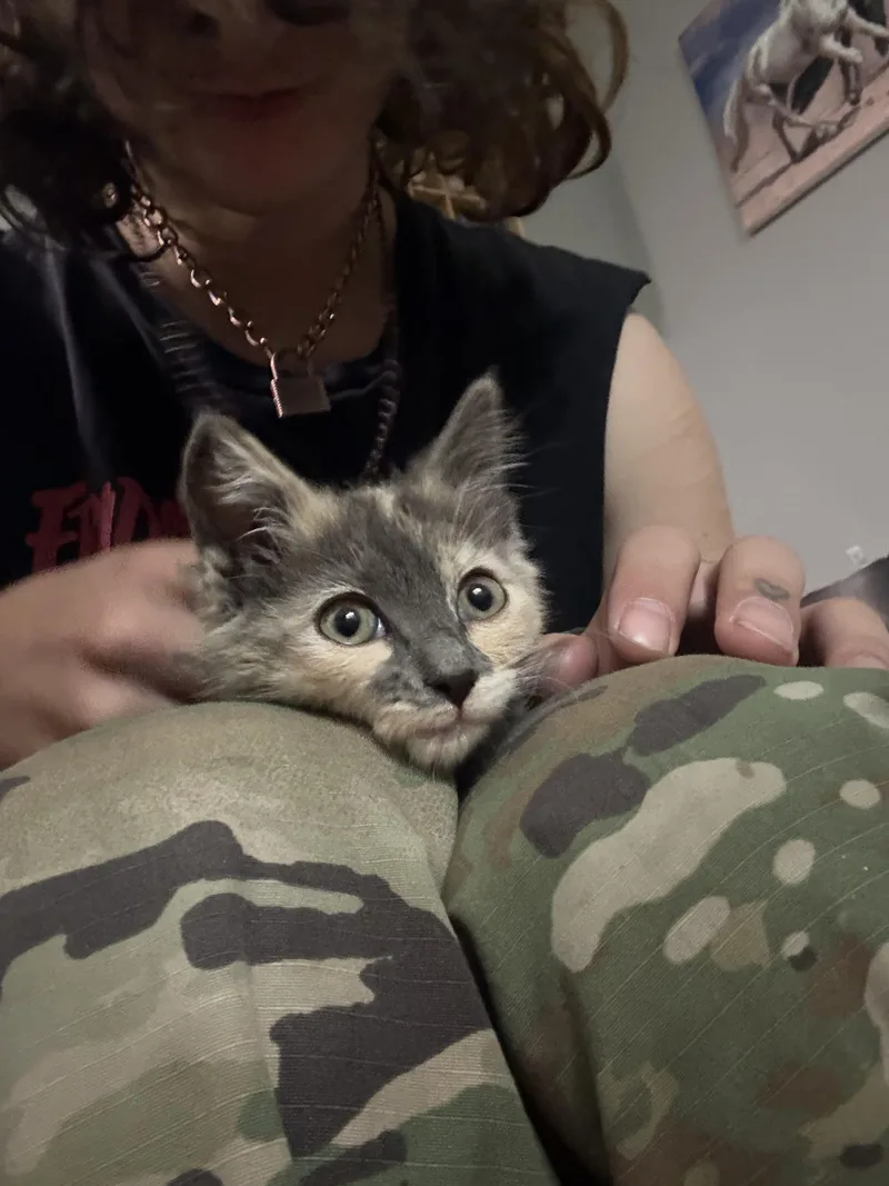 Poppy thumbnail 3