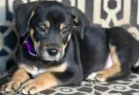 A baby medium-sized male Mixed Breed dog named Hudson for adoption in West Chester, PA