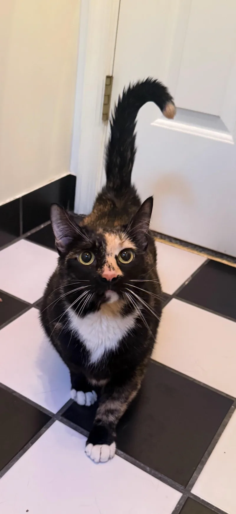 An adult large-sized female Calico cat named Arden for adoption in Greenville, DE