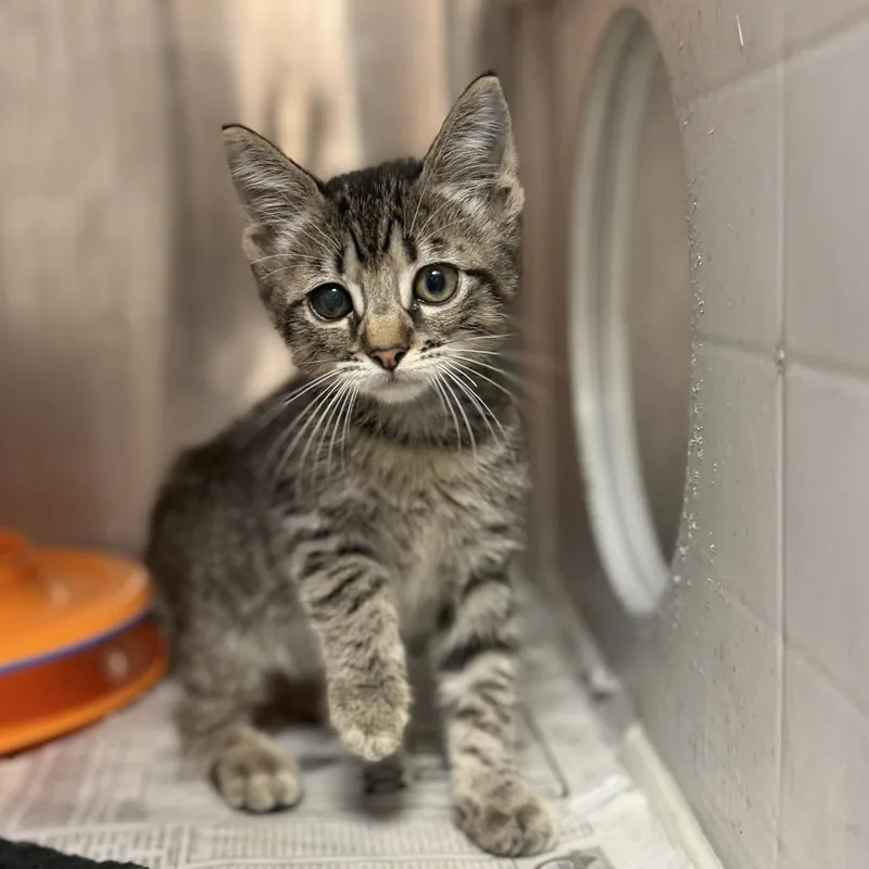 A baby small-sized male Brown / Chocolate Domestic Short Hair cat named Alfalfa for adoption in Houston, TX