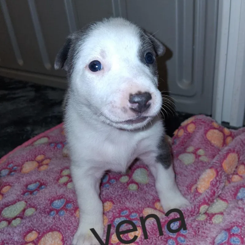 Vena thumbnail 2