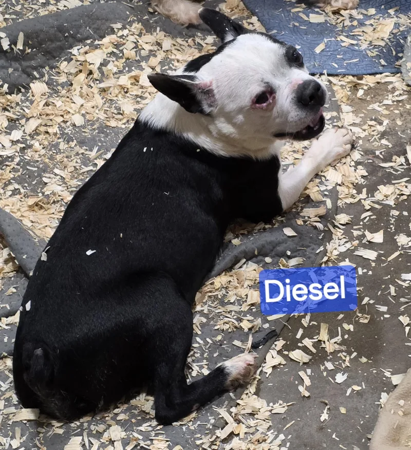 Diesel thumbnail 3