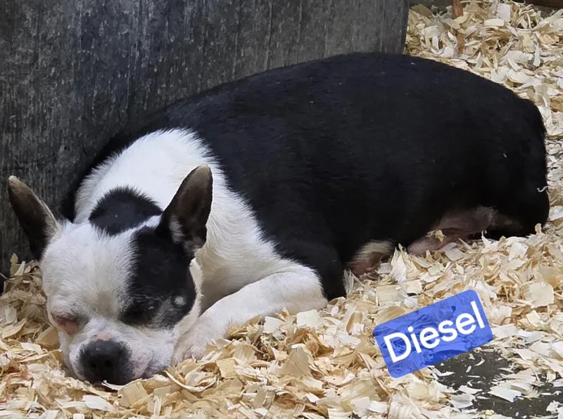 Diesel thumbnail 4