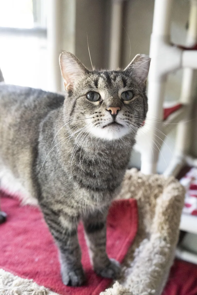 An adult medium-sized male Tabby (Brown / Chocolate) Domestic Short Hair cat named Timmy for adoption in Boise, ID