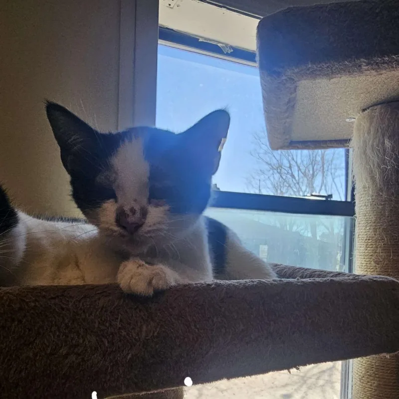 A baby small-sized female White Domestic Short Hair cat named Kiri for adoption in Midland, TX