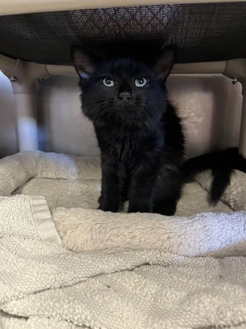A baby medium-sized male Domestic Long Hair cat named Dempsey for adoption in Brewster, MA