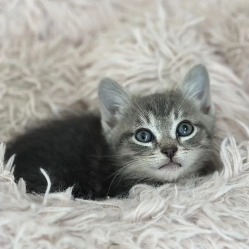 A baby small-sized male Gray / Blue / Silver Domestic Short Hair cat named Juniper for adoption in Tustin, CA