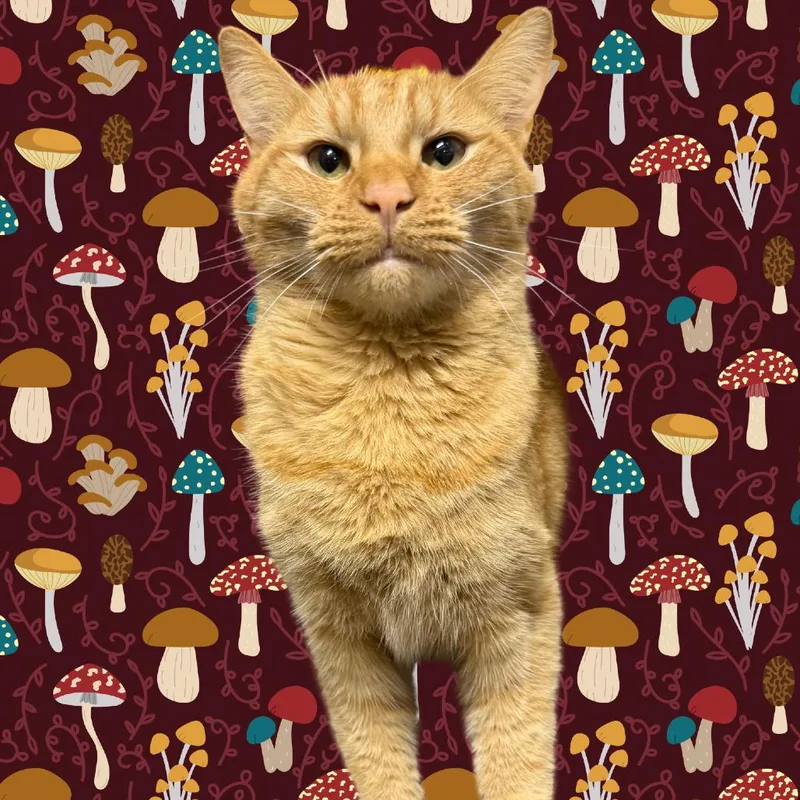 An adult small-sized male Orange / Red Domestic Short Hair cat named Thor for adoption in Waynesville, NC