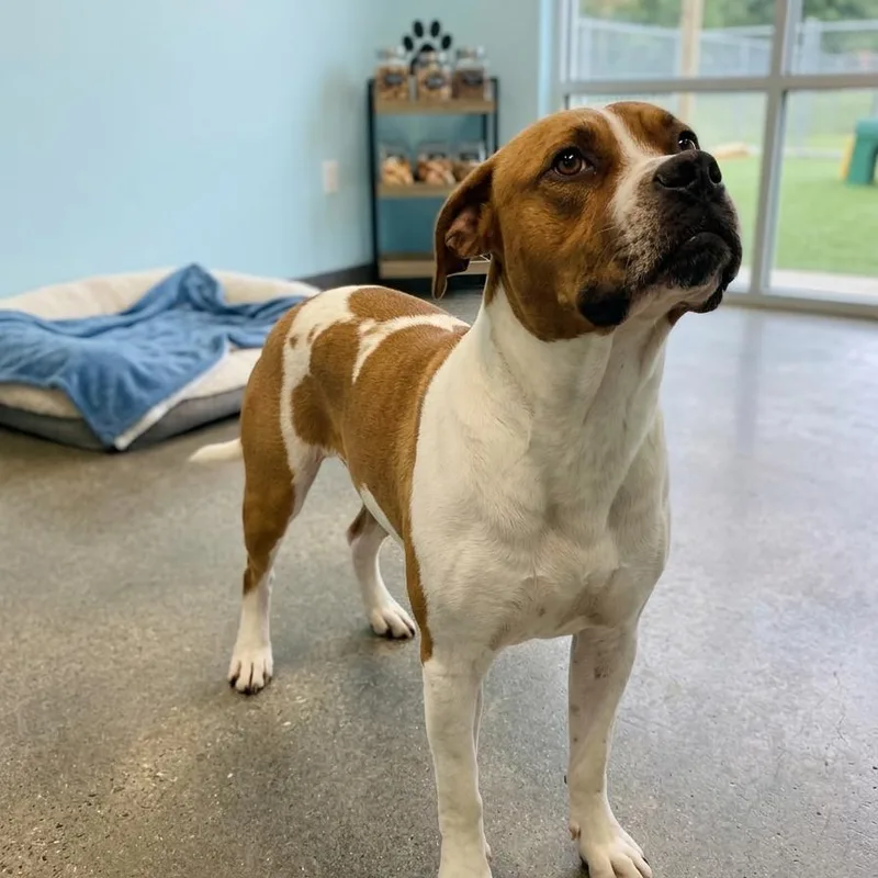 A young medium-sized male White / Cream Boxer dog named Luke for adoption in Jefferson city, TN