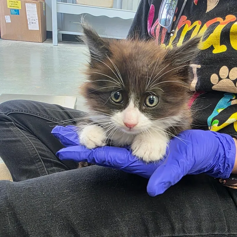 A baby small-sized male Brown / Chocolate Domestic Short Hair cat named Wedge for adoption in Duncan, OK