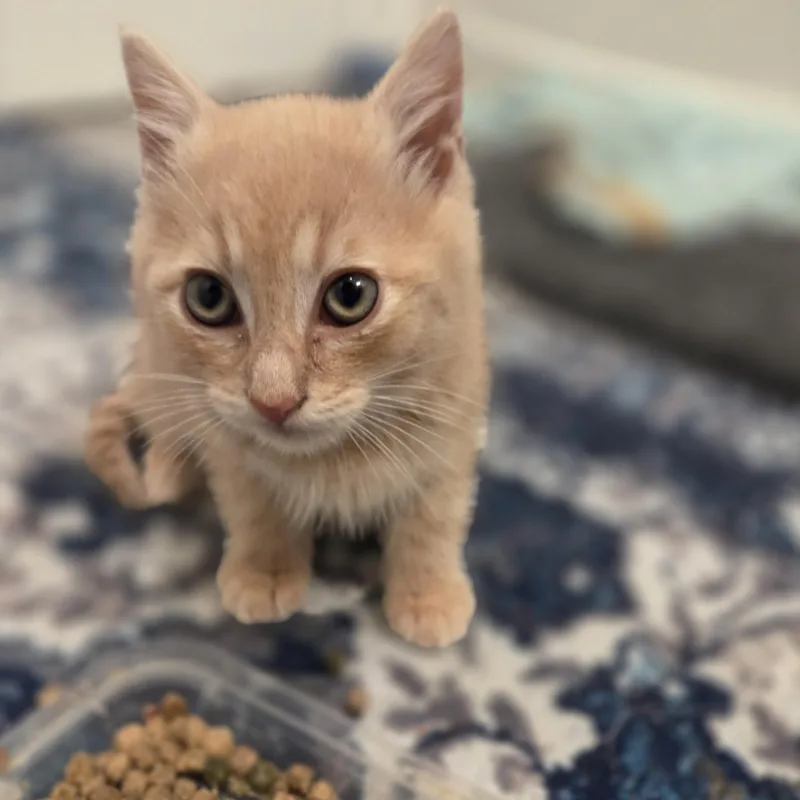 Pepper thumbnail 2