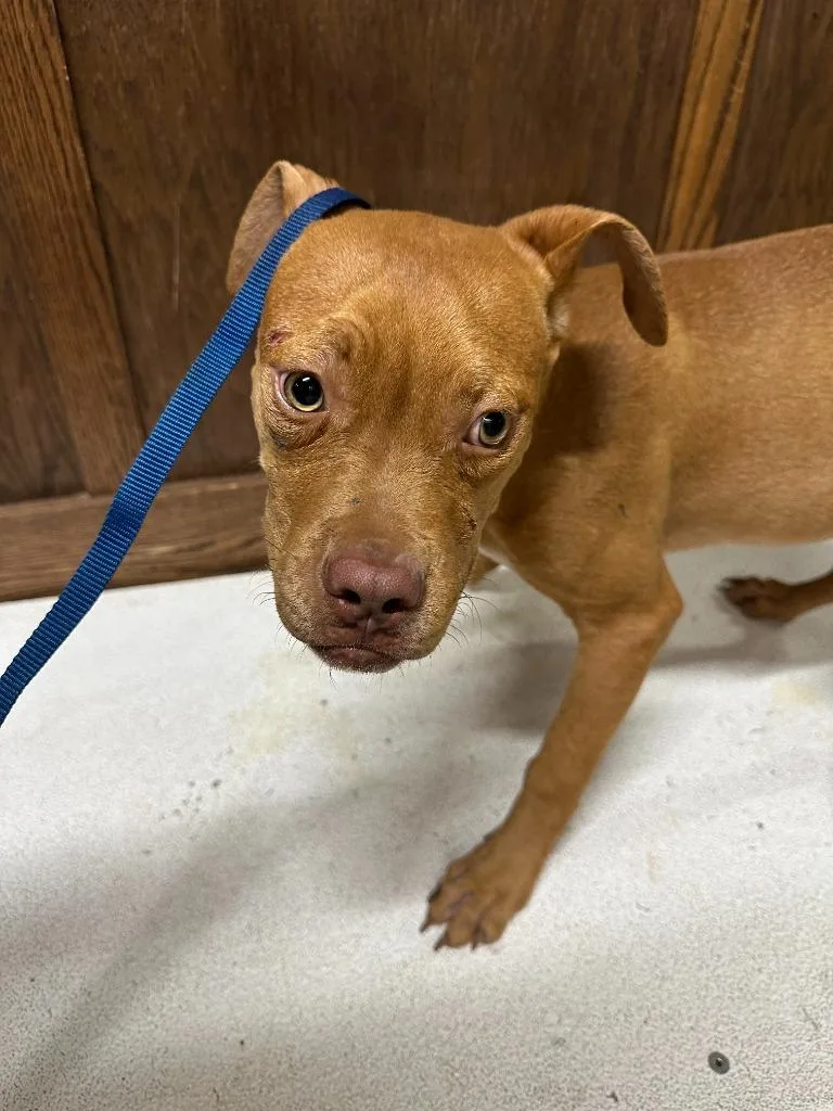 A baby medium-sized male Mixed Breed dog named Prince B for adoption in Douglasville, GA