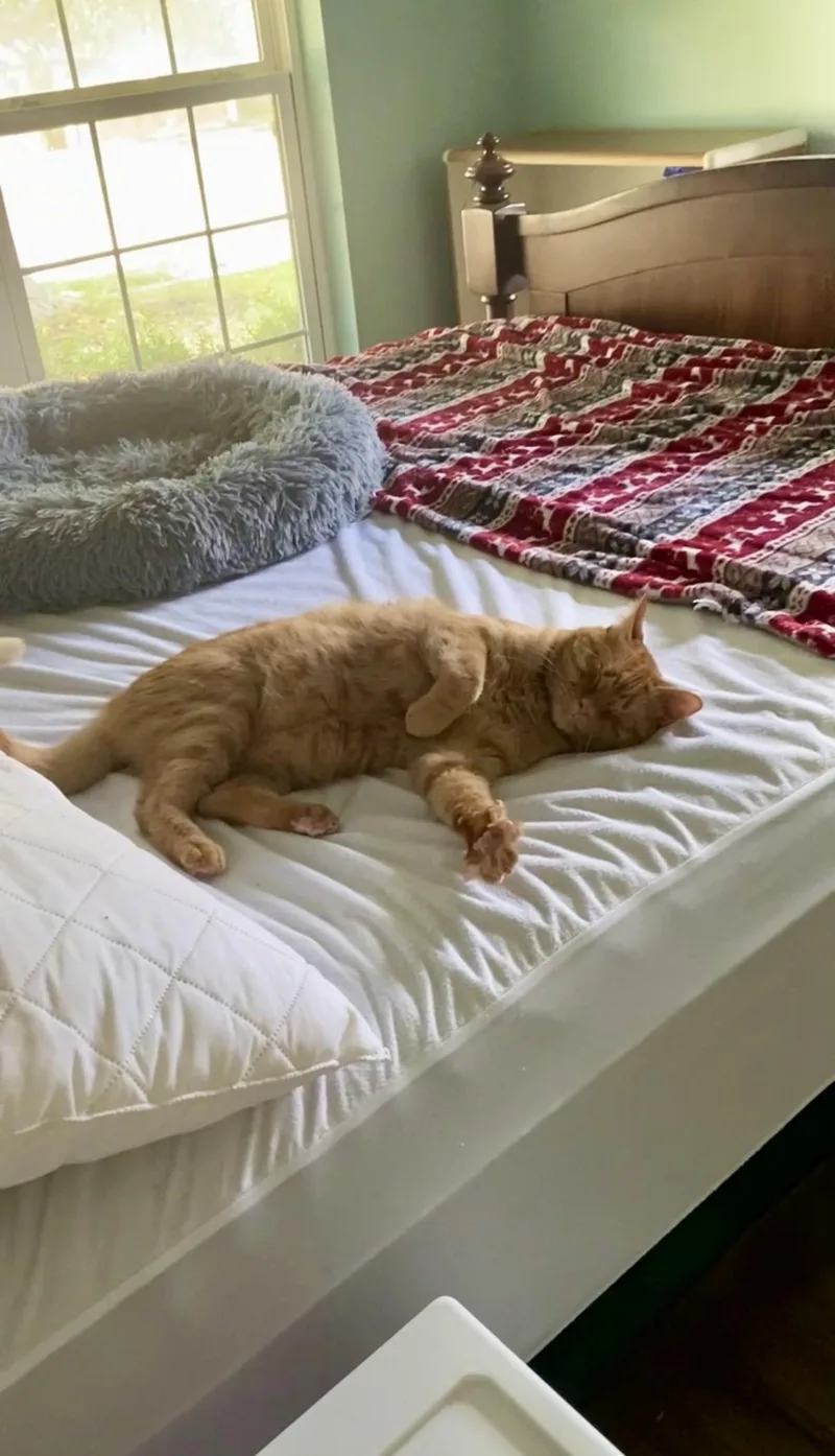 An adult large-sized male Orange / Red Domestic Short Hair cat named Ezra for adoption in Midlothian, TX
