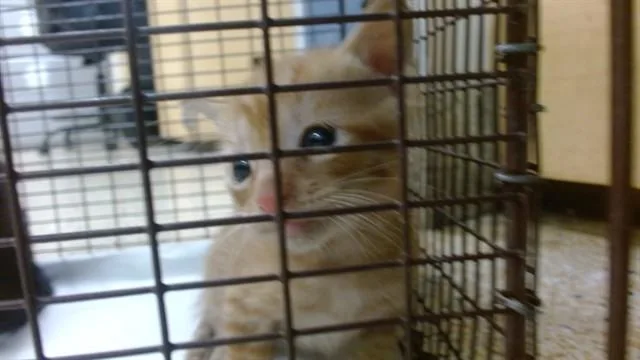 A baby small-sized male Domestic Short Hair cat named Sebastian for adoption in Miami, FL