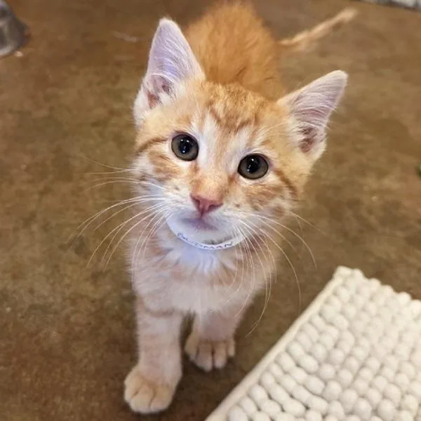 A baby small-sized male Domestic Short Hair cat named Budman for adoption in Walnut Creek, CA