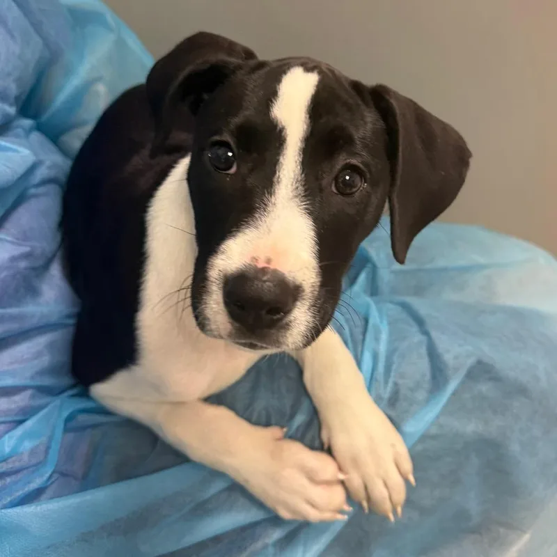 A baby small-sized female Black Mixed Breed dog named Dandelion Jane for adoption in Charleston, WV