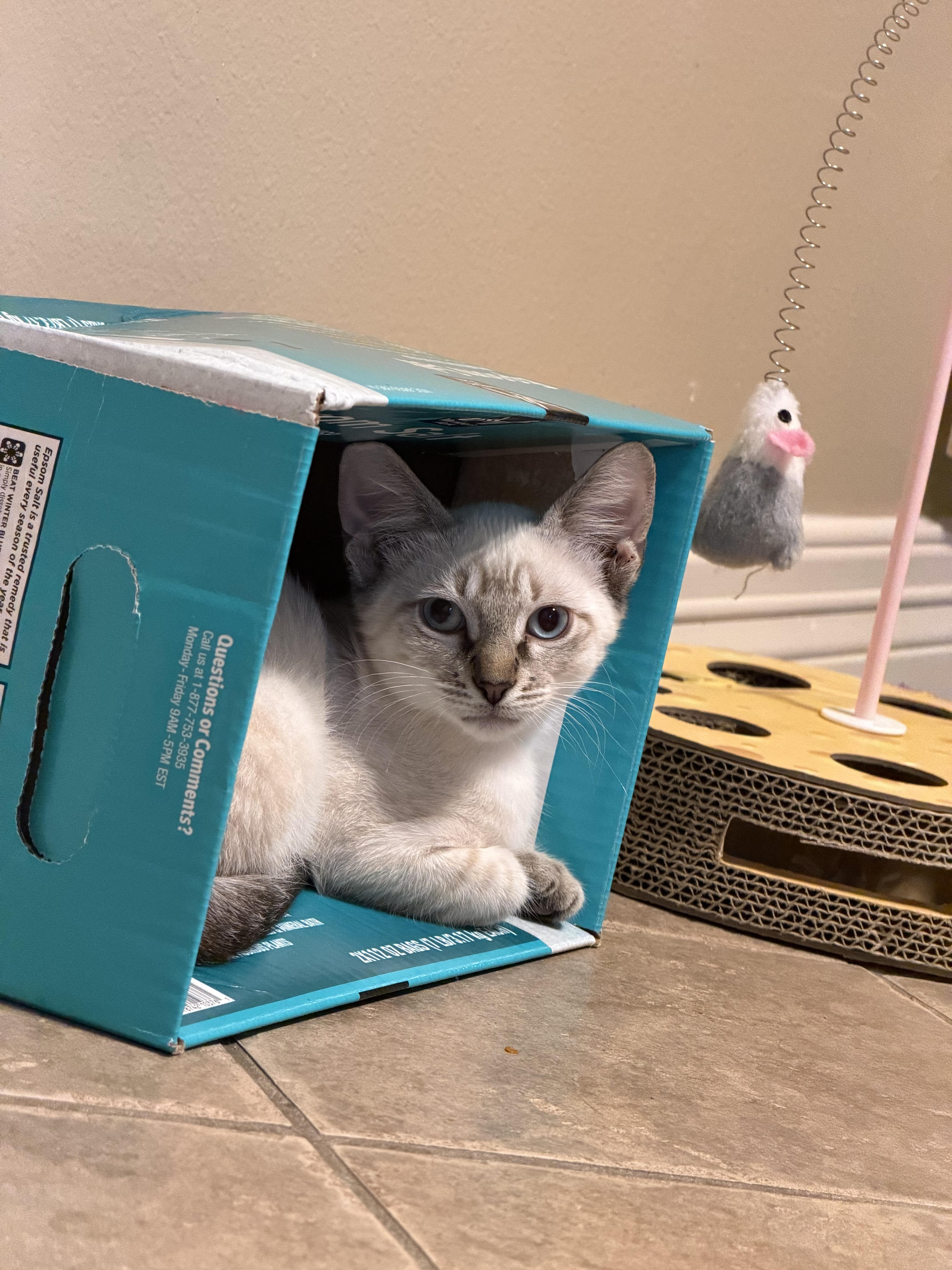 Sirius Riley Fuzzel