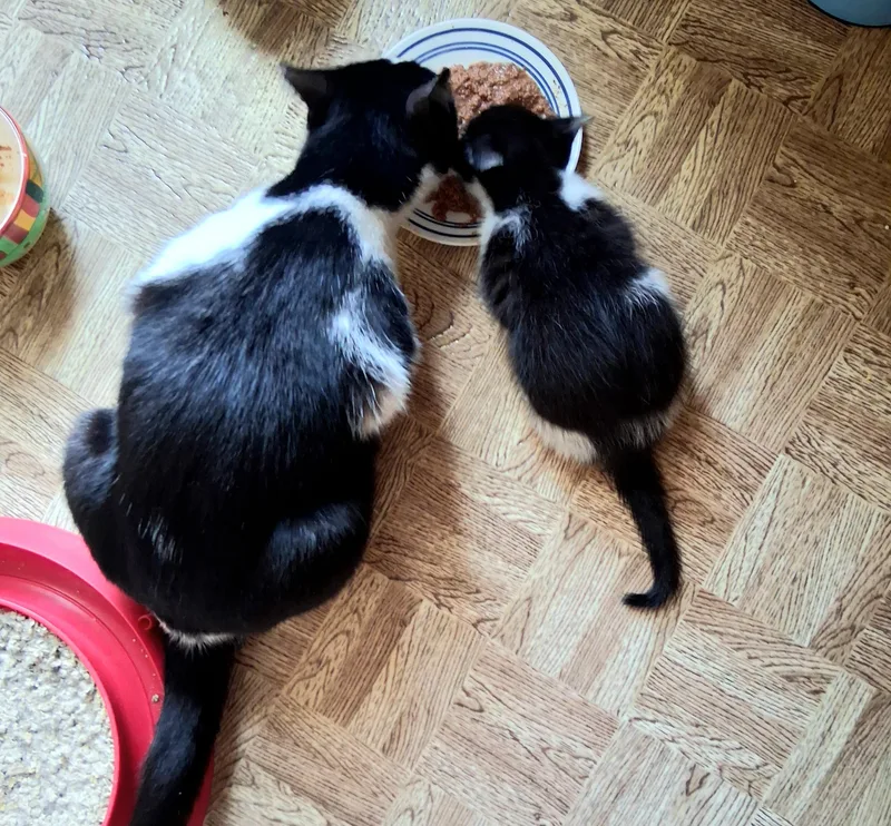 A baby small-sized female Black & White / Tuxedo Domestic Short Hair cat named Bailey and Bixby for adoption in Mankato, MN