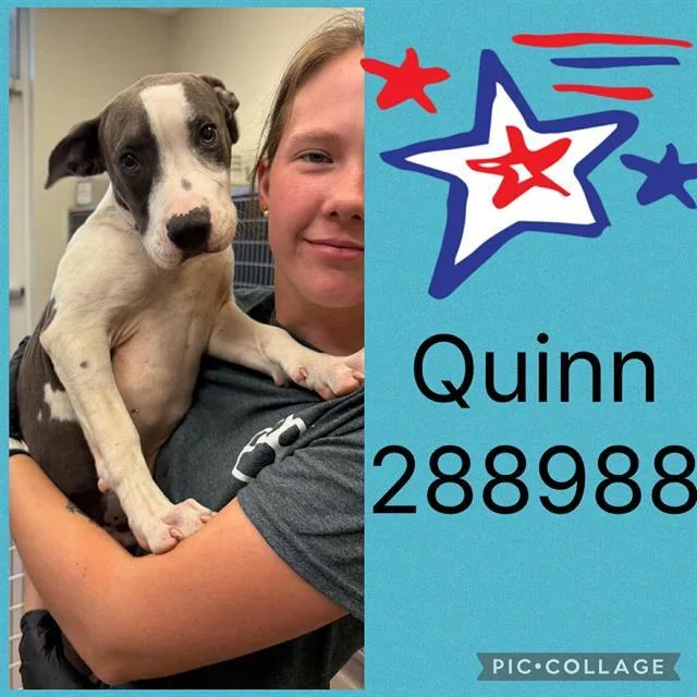 A baby small-sized male Mixed Breed dog named Quinn for adoption in Macon, GA