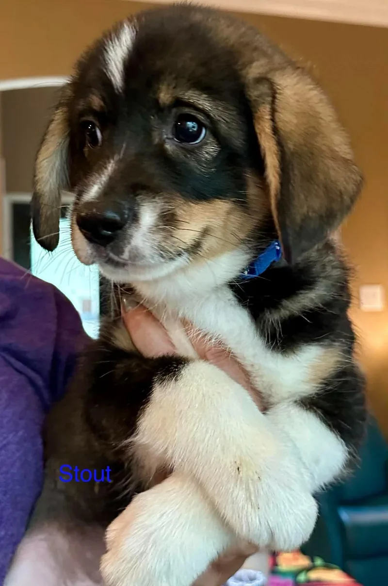 A baby medium-sized male Tricolor (Brown, Black, & White) Australian Shepherd dog named Stout for adoption in Chatham, NJ