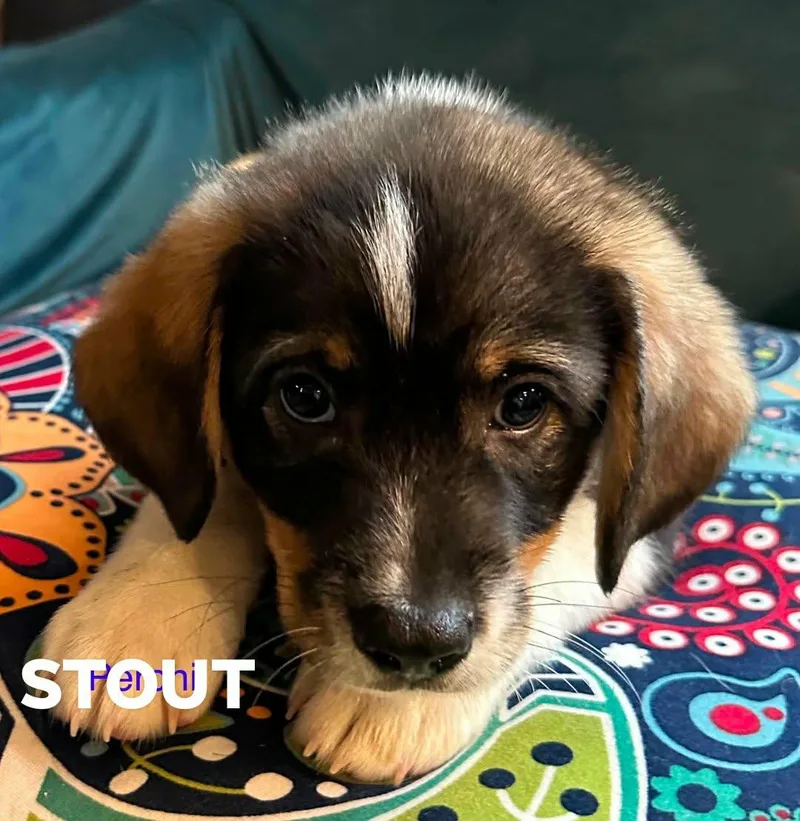 Stout thumbnail 2