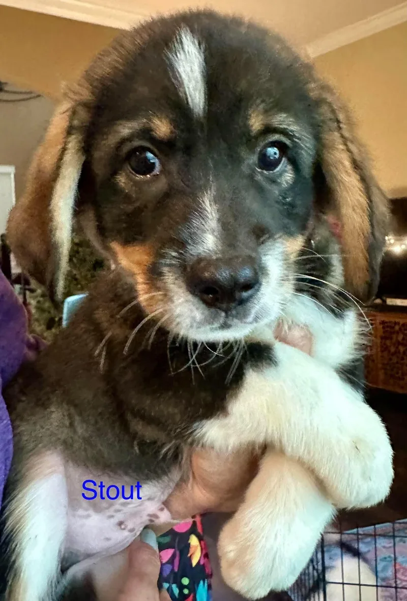 Stout thumbnail 3