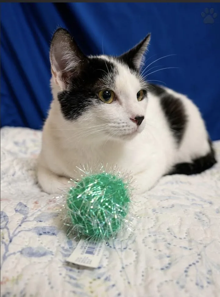 A baby medium-sized female Black & White / Tuxedo Domestic Short Hair cat named Gretta for adoption in Spring Branch, TX