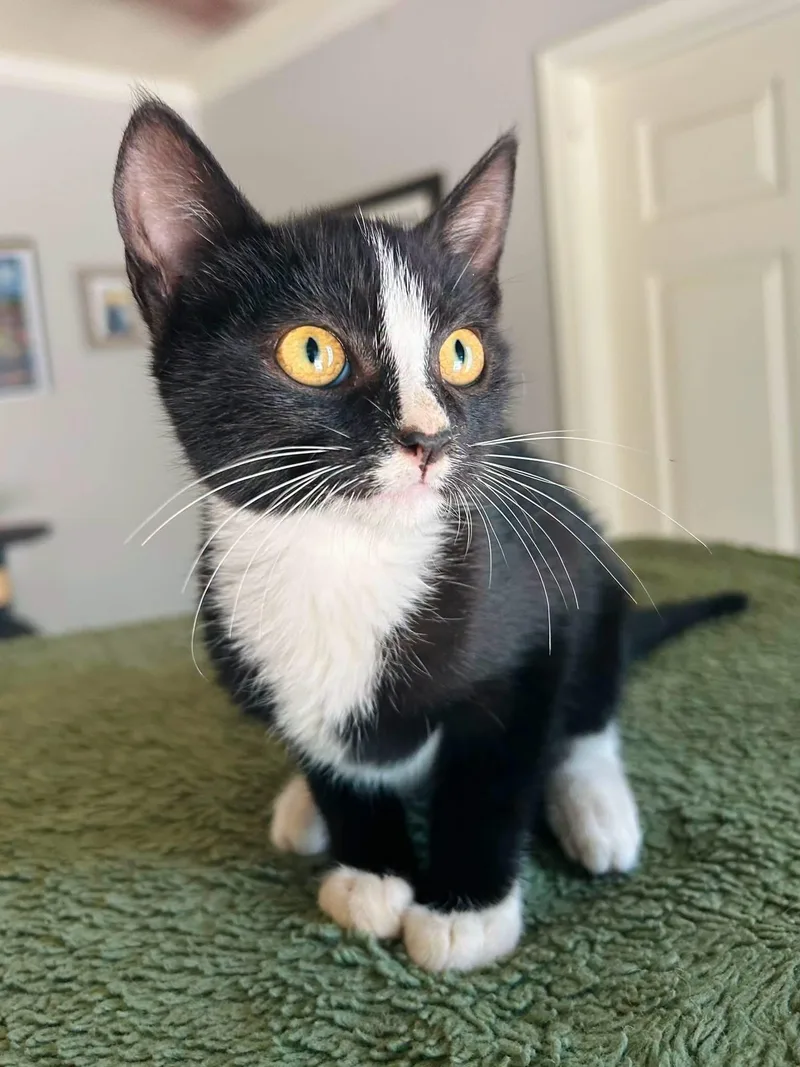 A baby medium-sized male Black & White / Tuxedo Domestic Short Hair cat named Deebo for adoption in Calera, AL