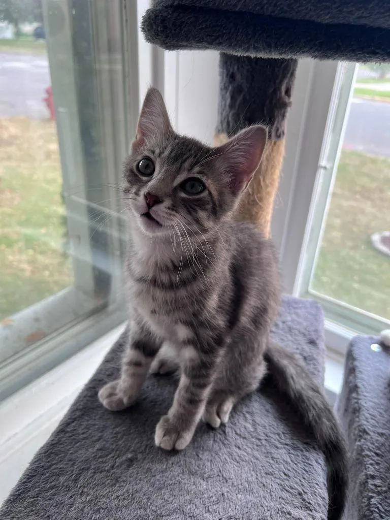 A baby small-sized male Domestic Short Hair cat named Noodle for adoption in Minneapolis, MN