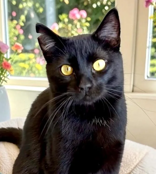 An adult medium-sized male Black Domestic Short Hair cat named Shadow for adoption in Perry, IA
