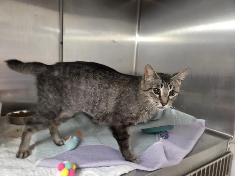 A senior medium-sized female Tabby (Gray / Blue / Silver) Domestic Short Hair cat named Bobbi Jo for adoption in Carsonville, MI