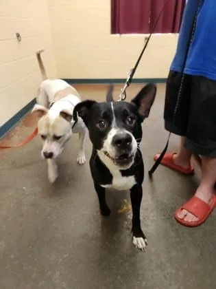 An adult large-sized male Mixed Breed dog named Chomper for adoption in Independence, MO