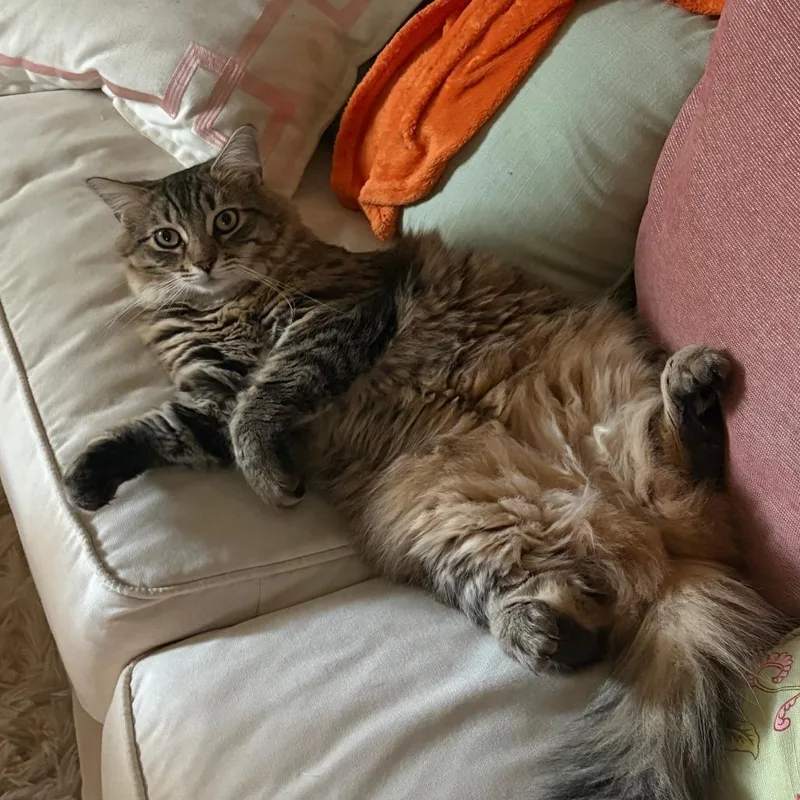 Nala
