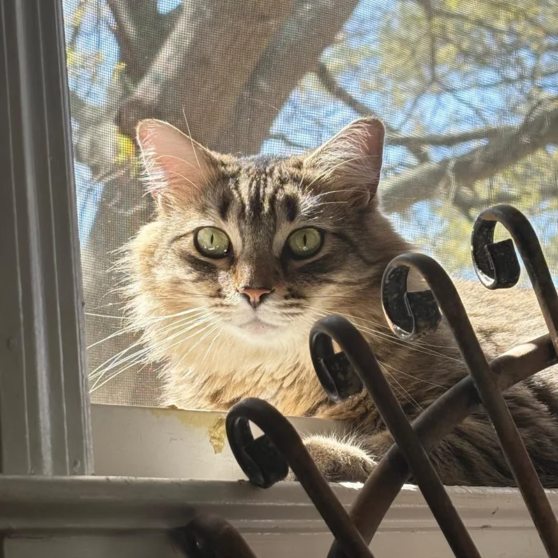 Nala thumbnail 2