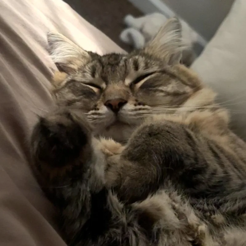 Nala thumbnail 3