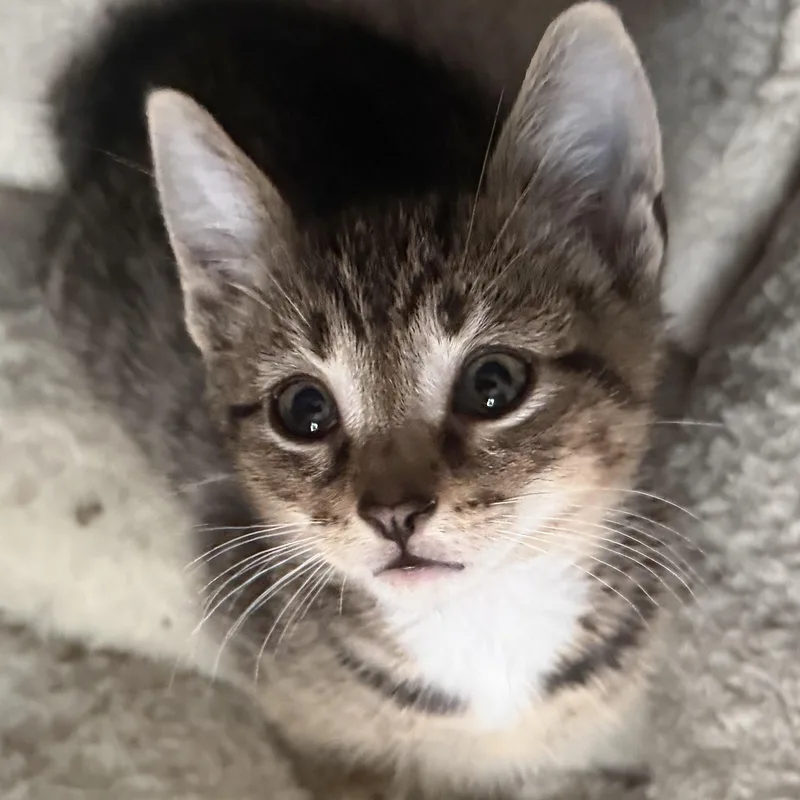 A baby medium-sized male Tabby (Gray / Blue / Silver) Tabby cat named Gideon for adoption in Kenhorst, PA