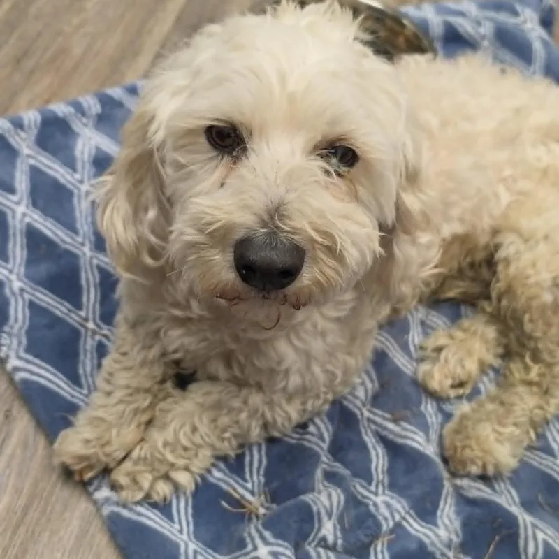 A senior small-sized male White / Cream Bichon Frise dog named Ralphie for adoption in West Richland, WA