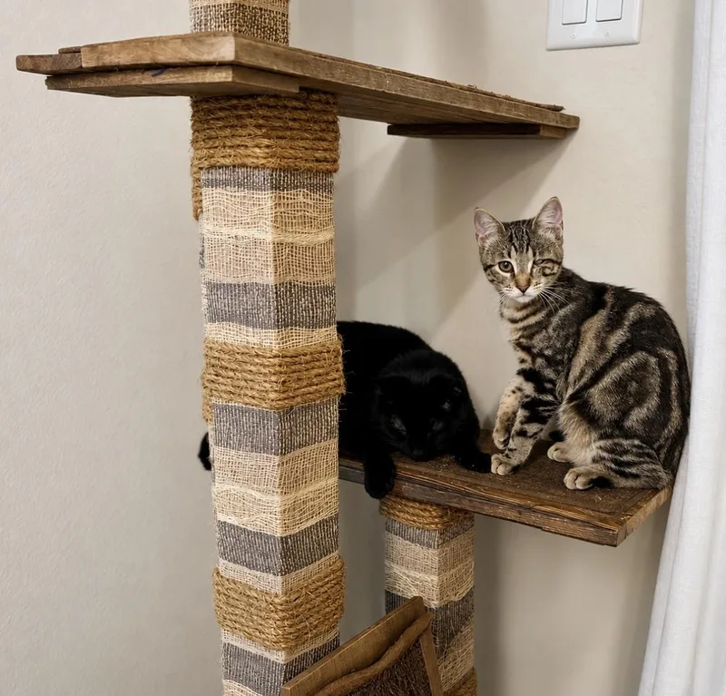 A baby medium-sized female Tabby (Brown / Chocolate) American Shorthair cat named June for adoption in Houston, TX