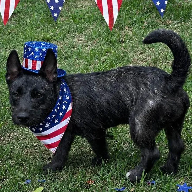 A young small-sized female Terrier dog named Oreana for adoption in Locust Fork, AL