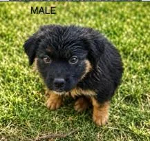 A baby medium-sized male Terrier dog named Avery for adoption in West Bloomfield, MI