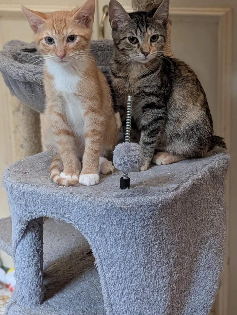 A baby medium-sized male Orange & White Domestic Short Hair cat named Boomer for adoption in Jacksonville, FL