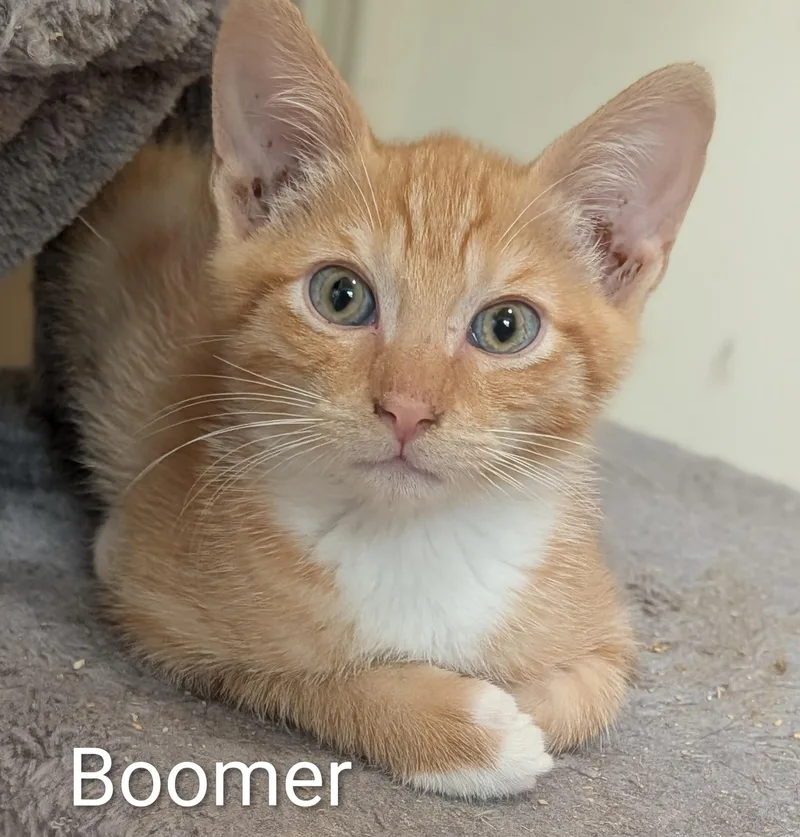 Boomer thumbnail 2