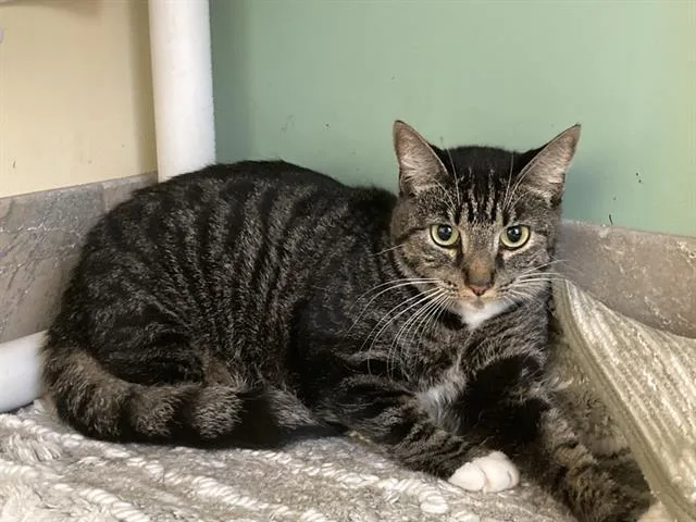 An adult small-sized female Domestic Short Hair cat named Betty for adoption in Tustin, CA